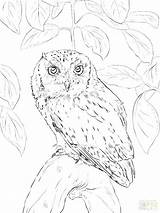 Owl Coloring Snowy Getcolorings Pages sketch template