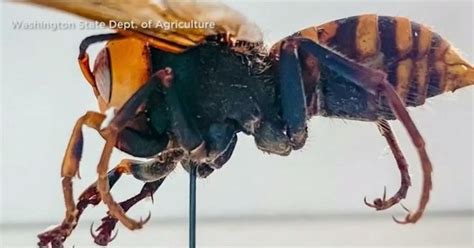 Murder Hornets Arrive In U S Posing Risk To Honeybees And Even