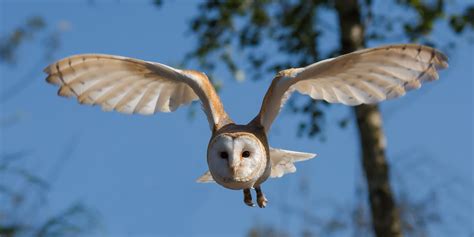 barn owl  raptor center