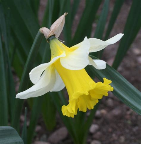 bonython croft 16 daffodils