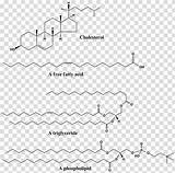 Lipid Phospholipid sketch template