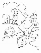 Mewarnai Ayam Hewan Binatang Chick Hen sketch template