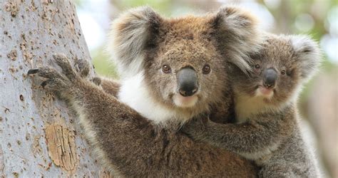 family saves multiple koalas  australias raging fires
