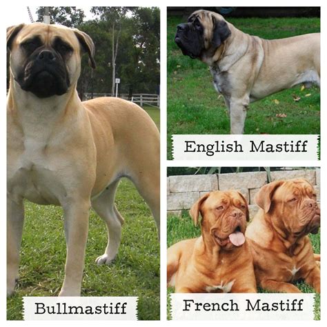 todays breeds   day  pacific mastiffs   french mastiffbullmastiff  english
