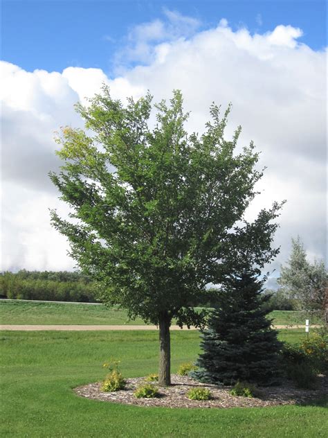 discovery japanese elm jeffries nurseries