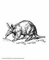 Aardvark Wild Sheets Eater Honkingdonkey sketch template