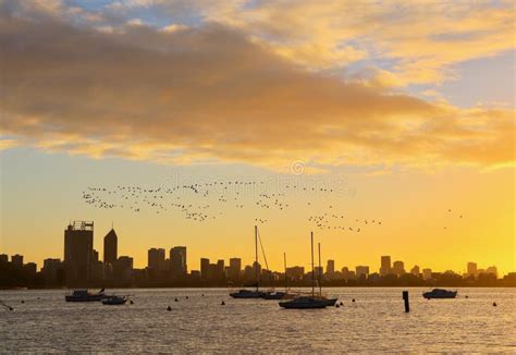 birds  flying  big flocks stock image image  sunrise