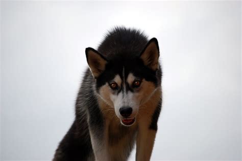 husky  photo  freeimages