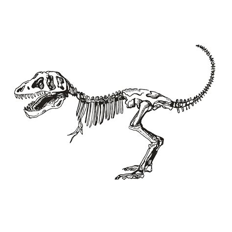 dinosour bones  premium vector empty paleontology museum hall flat