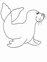 Foca Phoque Robbe Foche Coloriage Ausmalbilder Focas Oceano Monachus Coloringpagebook Ausmalbild Imprimir Imprimer Sellos Stampare Seals Arctic Kategorien sketch template