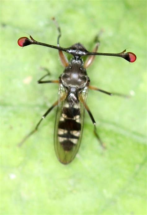 stalk eyed fly diopsidae stalk eyed flies  insects   fly