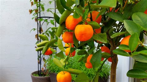 grow grapefruit trees  pots slick garden