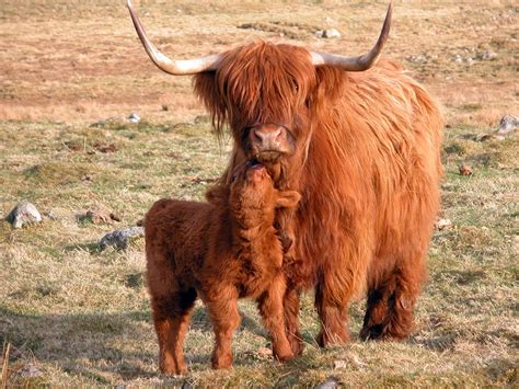 pin  mia hastig  scottish highland cattle breeds  cows