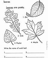 Coloring Leaf Leaves Pages Printable Tree Arbor Print Color Kids Trees Types Fall Colouring Sheets Printables Sheet Large Identification Worksheets sketch template