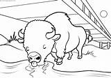 Coloring Buffalo Bufalos Touros Colorare Ausmalbild Colorear Disegni Bufali sketch template