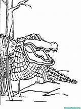 Alligator Mewarnai sketch template