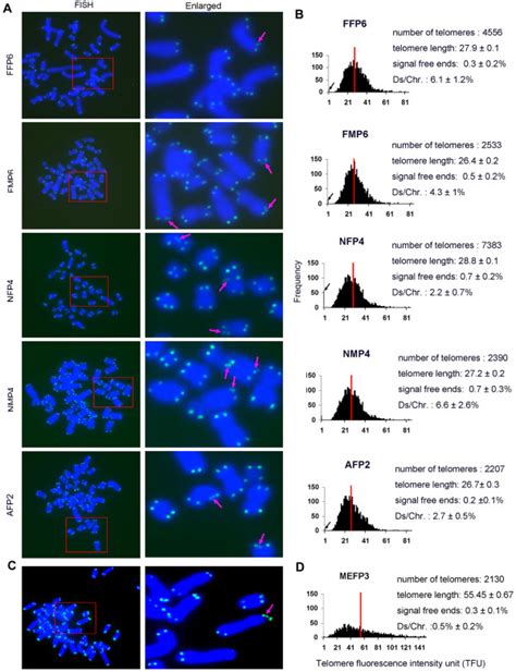 Telomere Length And Structure Analysis By Telomere Quantitative