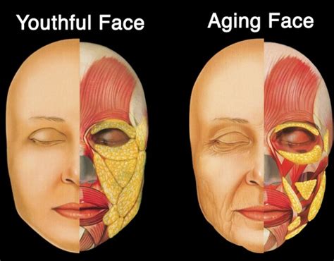 anti aging comprehensive aesthetics   aging face