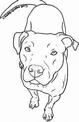 Pitbull Clipart Line Pit Bull Webstockreview sketch template