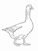 Coloring Pages Goose Birds Printable Recommended Gooses sketch template