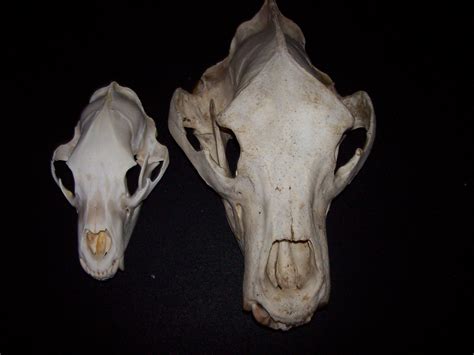 skulls domain   bears