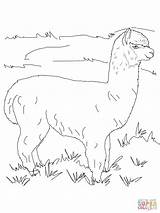 Alpaca Alpaka Auf Wiese Ausdrucken Stampare Pasture Aus sketch template