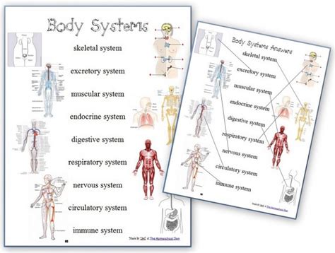 human body systems  anatomy matching page  body systems chart