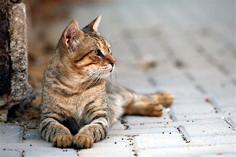 Anal Sac Disease In Cats Symptoms Causes Diagnosis