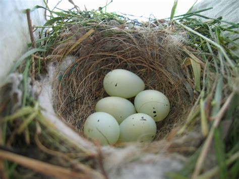 sparrow bird nest  photo  freeimages