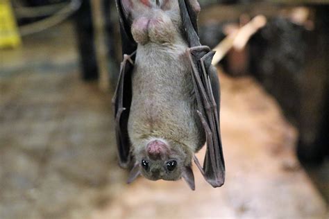 photo fruit bat bat fruit flying  image  pixabay