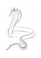 Coloring Zeichnung Schlange Schlangen Tuatara Schritt sketch template