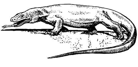 printable komodo dragon coloring pages barry morrises coloring pages