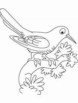 Cuckoo Coloring Bird Resting Pages Kids sketch template