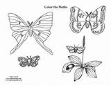 Coloring Moths sketch template