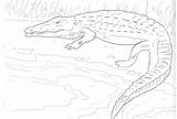 Crocodile Coloring Alligator Pages Colouring Reptile Animals Animal Kids Printable Crocodiles Zoo Reptiles Baby Bestcoloringpagesforkids Results Choose Board Boys sketch template