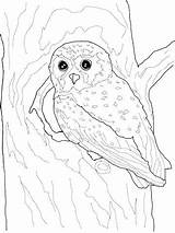 Barn Owl Coloring Pages Drawing Realistic Printable Getdrawings Simple Adults Flying Getcolorings Burrowing Baby Color Print Face Colorings Results sketch template