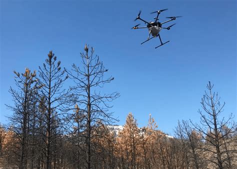 drone seed planting sees  success improvements    sierrasuncom