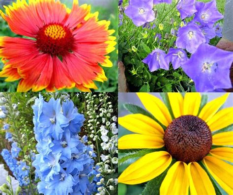 easy  grow perennial flower  seed crafty  home