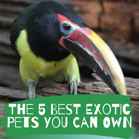 exotic pets    pethelpful