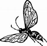 Wasp Coloring Bee Outline Clipart Bug Drawing sketch template