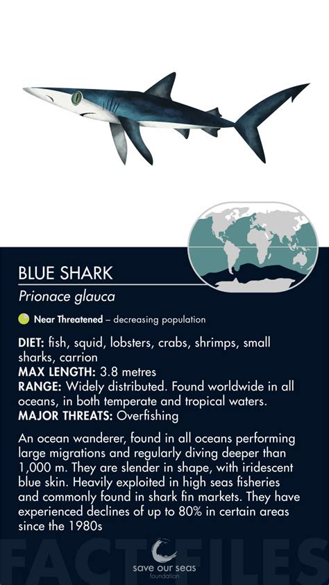 blue shark save  seas foundation