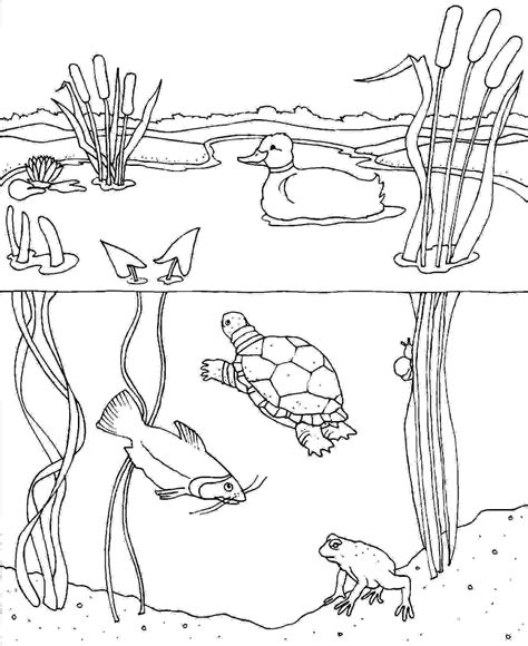 forest habitat  animals coloring pages animal habitat coloring