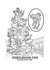 Nevada Coloring Pages Sagebrush Tree State Template Pine sketch template