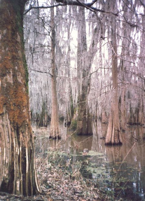 marians hunting stories    hunting   swamp