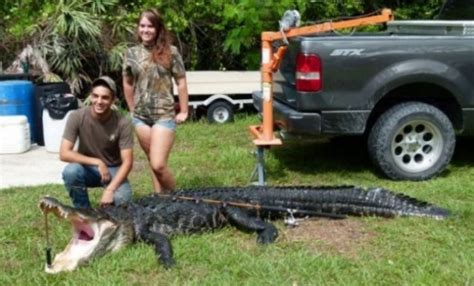 funky vintagetees teenger caught 800 pound alligator in south florida usa