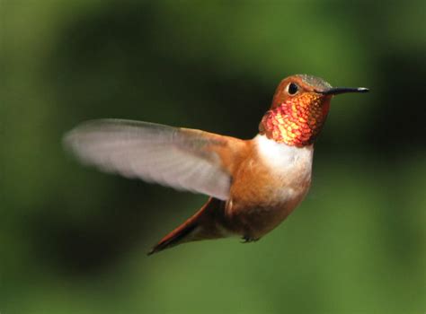 birds rufous hummingbird