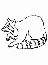 Raccoon Coloring Pages Printable Kids Drawing Simple Clipart Baby Cliparts Book Getdrawings Bestcoloringpagesforkids Library sketch template