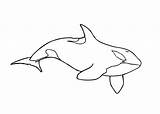 Orque Orca Orcas Whales Dessins Shark Shamu sketch template