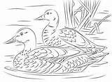 Coloring Ducks Mallard Supercoloring Canard Colorare Dibujos Reales Reali Coppia Germani Sheldrake Gratuitement Imprimez Disegni Patos Germano Stockente Patolino Reale sketch template