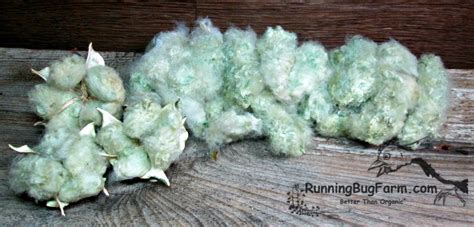 learn   grow    naturally colored heirloom cotton